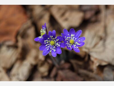 Nature Photography Workshop