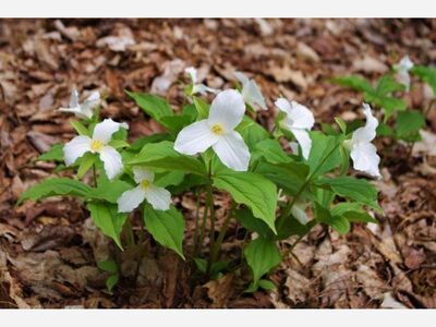 Spring Wildflower facts and Folklore