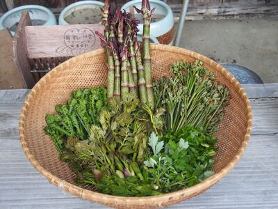 Edible Plants Foraging Walk