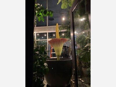 Dexter Resident Cultivates Bloom of the Century with Endangered Corpse Flower at Home