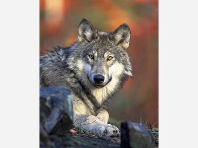 Rare Gray Wolf Discovery in Southern Michigan