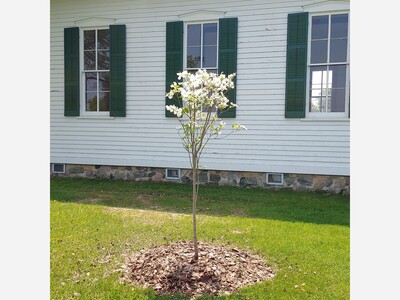 The Girl Scout Tree Promise: Troop 40698, a Dogwood and Historic Webster Village