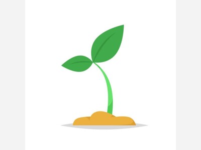 I'll Grow Where I've Been Planted