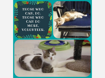 Help wanted at cat sanctuary in Manchester
