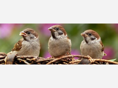 Family Bird Walk