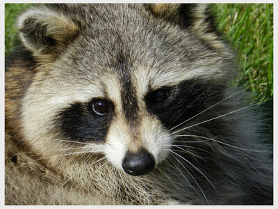 Amazing Animals and Their Adaptations