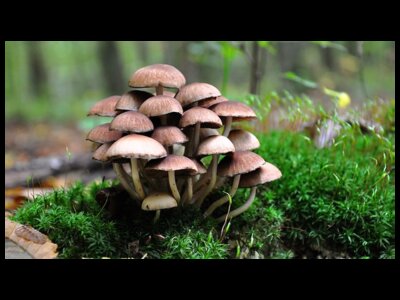 Fall Mushroom Hunt