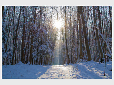 Nature in Winter