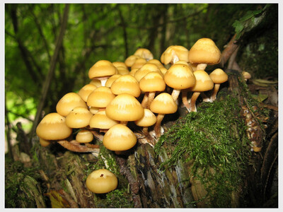 FALL MUSHROOM HUNT