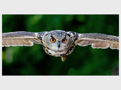 How Do Birds Fly?