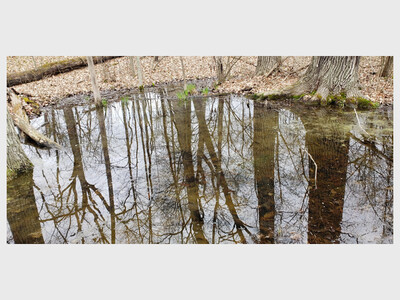 Vernal Pool Patrol